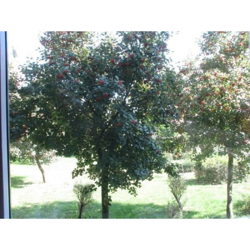 Sunnylife Filtr SunnyLife FILTR Polaryzacyjny Kołowy CPL POWŁOKI do Drona DJI NEO Sunnylife NE-FI873